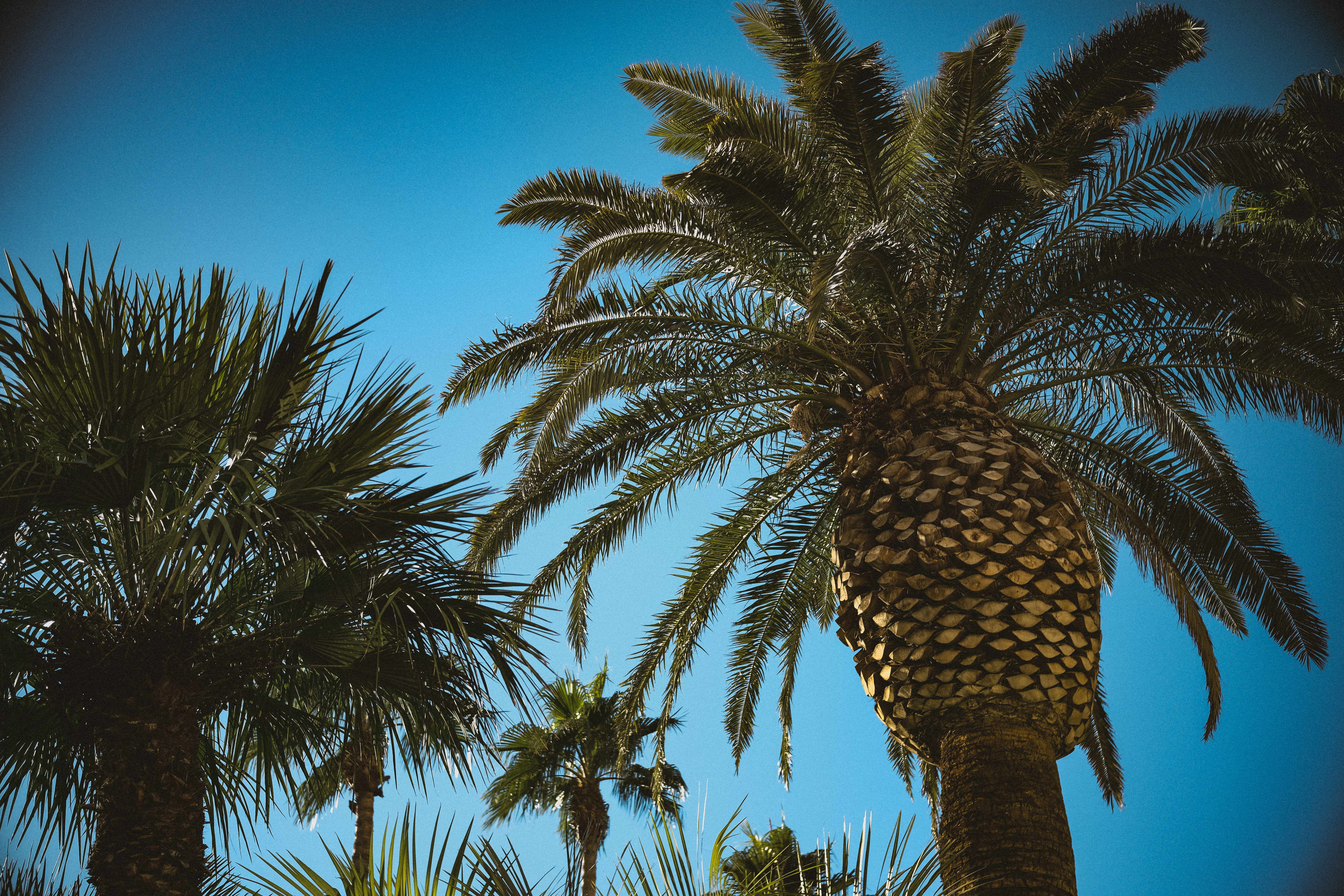 palm trees